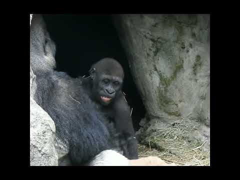 gorilla D'jeeco 24y2m old dad & son Jabali 2y1m old。Ringo 1… サムネイル