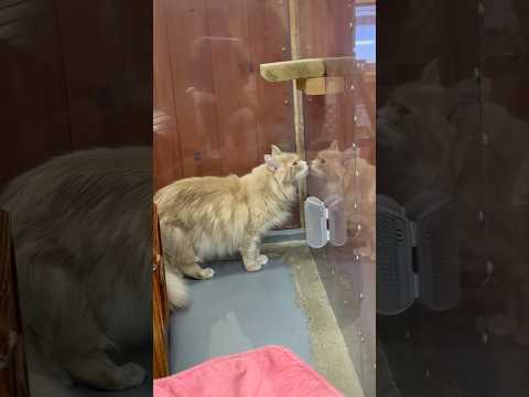 short ベロニカくん　ワンニャンリビング　那須どうぶつ王国にて　2026年2月1日 サムネイル