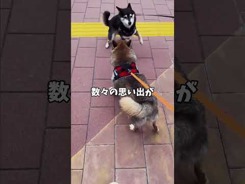 🐕散歩帰りにの車中が危険水域？ サムネイル