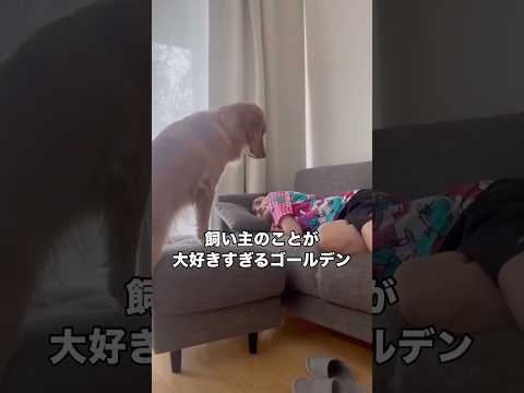 飼い主とお昼寝したくてバレないように静かにソファを上がってきたゴールデンレトリバー ゴールデンレトリバー ゴールデンレ… サムネイル