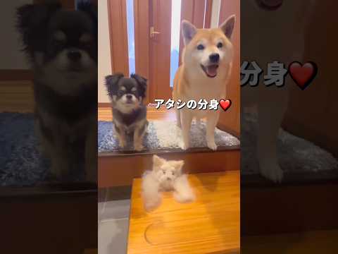 抜け毛アート🐶⁉️柴犬 チワワ shorts サムネイル