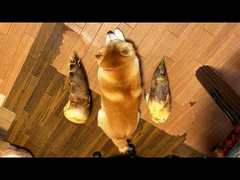 ２年越しにタケノコ３兄弟としての活動を再開するも、方向性の違いから一瞬で電撃解散してしまう柴犬 サムネイル