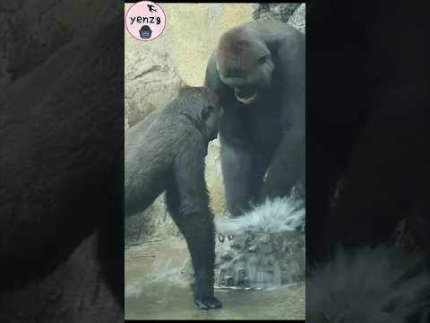 Gorilla mom💦🤣 gorillatag taipeizoo 金剛猩猩 台北市立動物園 funnyanimal…