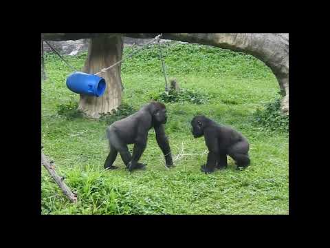 little gorilla brothers Jabali 5y5m old & Ringo 4y11m old.… サムネイル