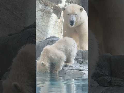 shorts ママぁ〜！モモ太の大事またお水に入っちゃった〜😫　  ホッキョクグマ　秋田県男鹿水族館GAOにて2026… サムネイル