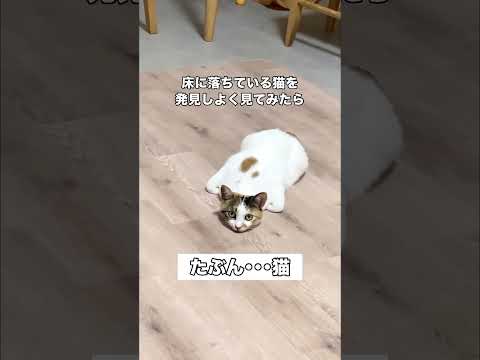 いつもにゃーって鳴いてはいるんです 猫 保護猫 三毛猫 shorts