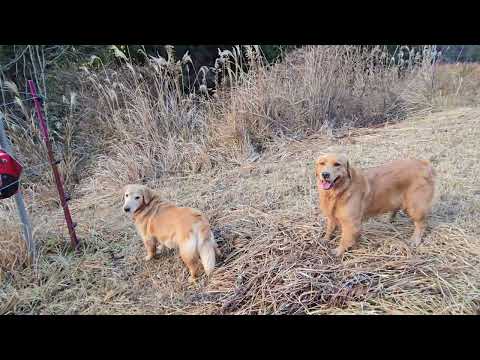 水溜りがあるの入っては欲しくないけど・・・・しゃーないな サムネイル