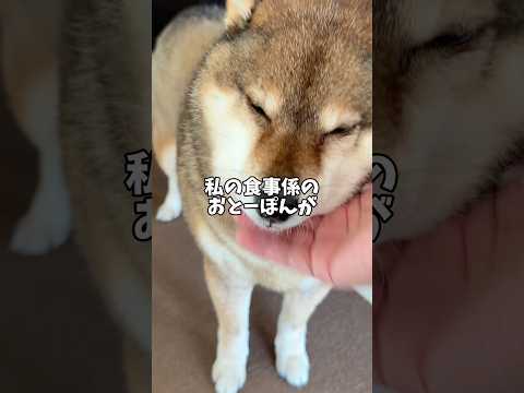 シニア犬の食事に秘められた飼い主の想い… サムネイル