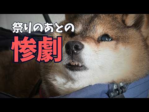 楽しいお祭りの後・・・柴犬を待ち受けていたものとは・・・。 サムネイル