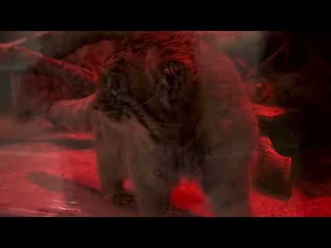 おはようナイマくん　マヌルネコ　上野動物園にて　2026年2月6日 サムネイル