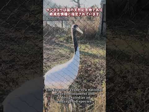 【旭山動物園】国の天然記念物タンチョウ✨[Asahiyama Zoo] The Japanese Crane, a n… サムネイル