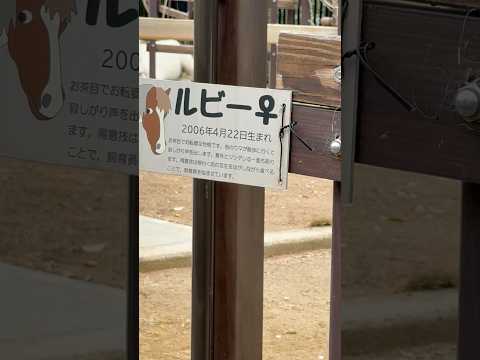 shorts 掻いてあげたくなる🤭ルビーちゃん　ポニー(ウェルシュマウンテン種)  浜松市動物園にて　2026年4月5日