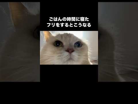 最後、顔叩かれました #猫 #ゴハァァン #shorts サムネイル