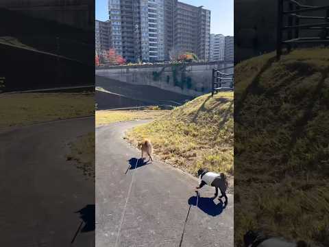 walking #piano #dog #柴犬 #pug #walking #パグ #お散歩 #cutedog #he… サムネイル