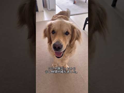シンが旅立ってから ゴールデンレトリバー 大型犬のいる生活 goldenretreiver 急性骨髄性白血病