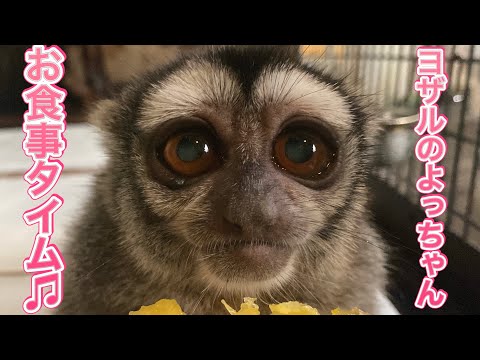 癒し系アイドル♪ヨザルのよっちゃんに沢山のプレゼントが届いたので、よっちゃんお礼のもぐもぐタイムです！ サムネイル