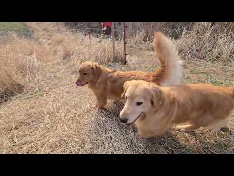 【ご報告】サクラアニュアルショー2026に参加してきました。この動画はショーの１週間後の日曜日の撮影 本部展 gold… サムネイル