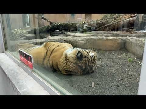 ゴロ〜んな令くん　アムールトラ　那須どうぶつ王国にて　2026年2月27日 サムネイル