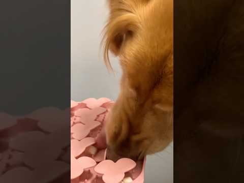 coming home to my golden retriever🥵goldenretreivers dog pup… サムネイル