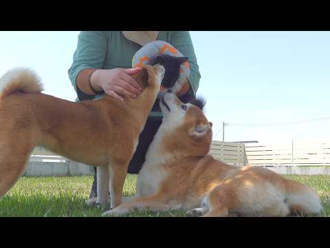 子猫がデビューした瞬間、柴犬は完全に親の顔でした。