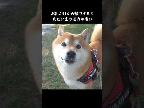 柴犬は家に帰宅すると全力ただいまをして… shibainu 犬のいる暮らし 可愛い サムネイル