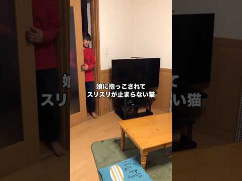 ジャンピング抱っこからのスリスリが止まらなくなってしまうふたり 猫 キジ黒 愛猫 shorts サムネイル