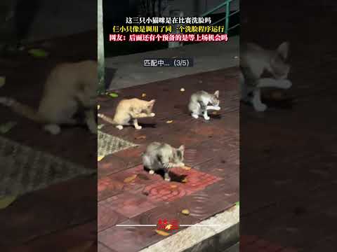 這三隻小貓咪是在比賽洗臉嗎 仨小隻像是調用了同一個洗臉程式運行 貓 意外 萬萬沒想到 有趣 cat amazing f…