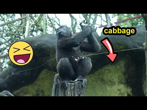 Ringo threw out the last bite of cabbage,so funny金剛猩猩Ringo後… サムネイル