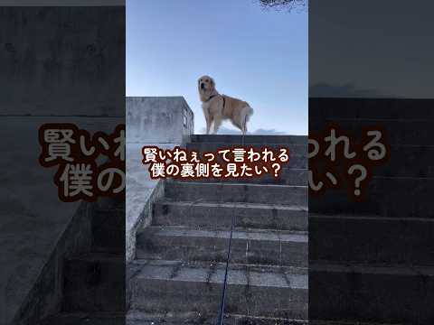 賢い犬の裏側 ゴールデンレトリバー 大型犬のいる生活 goldenretreiver