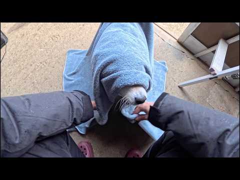 2026年4月18日(土) 柴犬様2斤の拭き上がり時間は2分です サムネイル