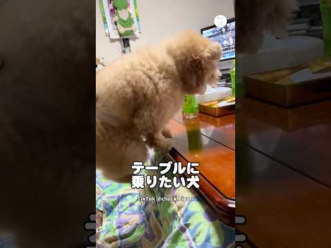 浮遊感楽しんでる⁉️テーブルに乗りたい犬　　犬　いぬ　かわいい犬 犬のいる暮らし ティーカッププードル サムネイル