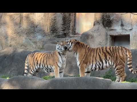 ソーンさんローラさんバックヤードの準備待ち⁈ アムールトラ　浜松市動物園にて　2026年3月15日 サムネイル