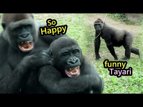 mini Tank Ringo play w/Tayari,Jabali,funny Tayari got new h… サムネイル