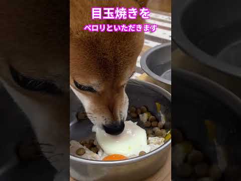 ショート目玉焼き 神戸 柴犬 shiba shibainu 料理 サムネイル