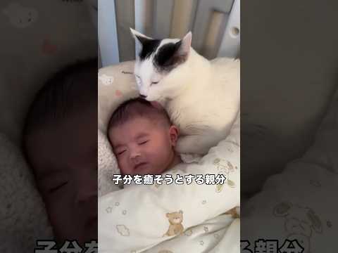 子分に寄り添って一緒に寝るのかと思ったら全然違うことをし始めた親分 猫 見守り猫 赤ちゃん shorts サムネイル