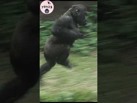 energetic Ringo so cute 😆 gorilla gorillatag 金剛猩猩 cuteanima… サムネイル