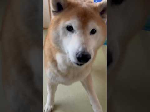 柴犬福 母からのガムが選択制になった柴犬🤣Shiba-choice🤣shorts funny funnydog 柴犬… サムネイル