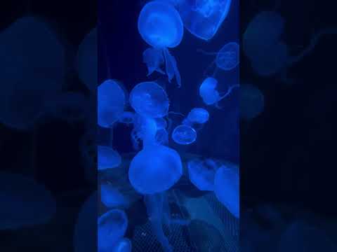 shorts お馴染みミズクラゲ　秋田県男鹿水族館GAOにて2026年4月30日