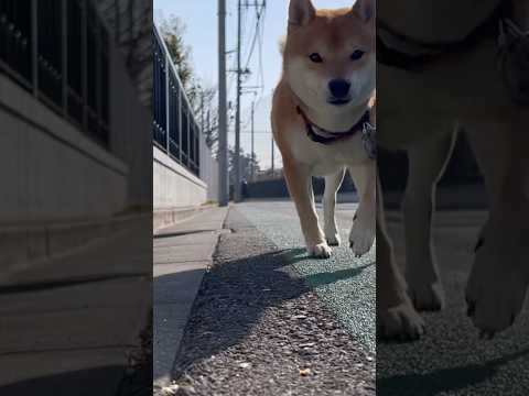 柴犬とん君、何のおつかい？　柴犬　柴犬とん サムネイル