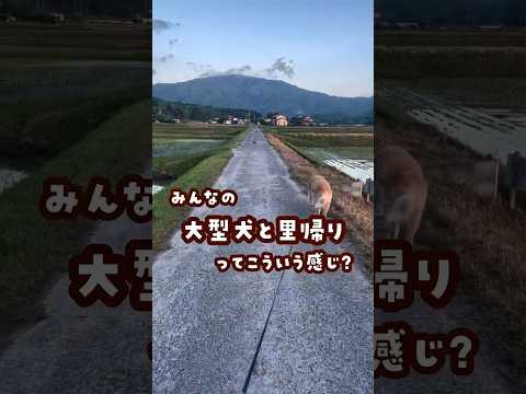 大型犬との帰省 ゴールデンレトリバー 大型犬のいる生活 goldenretriever