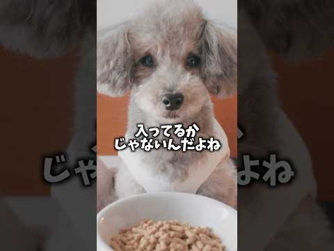 そのドッグフード。本当に栄養足りてますか？ グリィちゃんねるわんこ想いドッグフード サムネイル