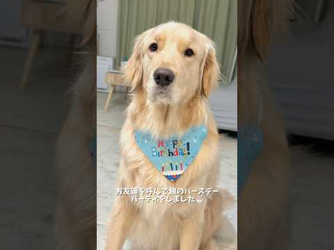 麹くんのBirthdayパーティ🎂❤️ワン友たちにお祝いしてもらいました🥰ゴールデンレトリバー 犬と2人暮らし サムネイル