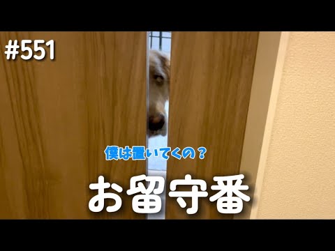 自宅警備員の仕事をサボるモンちゃん【ゴールデンレトリバー】 サムネイル