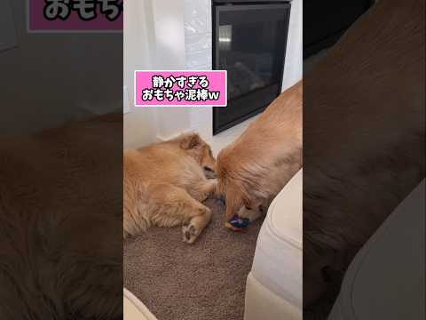 仕事で疲れた皆に贈る笑いと癒しのゴールデン5選ww　ゴールデンレトリバー 笑える 癒し ゴールデンレトリバーのいる生活… サムネイル