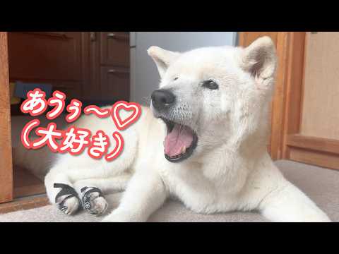 パパが超ご機嫌で帰宅してきた時の柴犬の反応が、予想以上にノリノリで家中が幸せに包まれました。 サムネイル