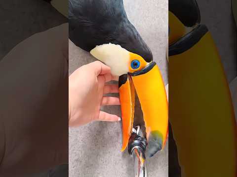 Toucan Beak Is Light—Tosses Fruit! 🐦animals funny shortfeed…