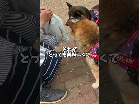 おやつにガッツキ過ぎた柴犬の末路…