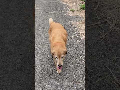 用水路はゴールデンレトリバーの秘密の通路？ 癒し 大型犬のいる生活 ゴールデンレトリバー shorts goldenr… サムネイル