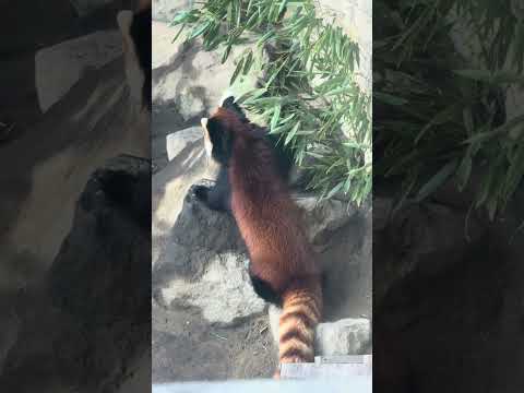 shorts 初めましてランマルくん　レッサーパンダ　浜松市動物園　2026年2月14日　IMG 8468 サムネイル