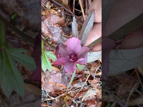 shorts クリスマスローズが咲きました〜　2026年4月10日 サムネイル